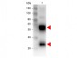 Anti-Swine IgG (H&L)  (Biotin Conjugated) Secondary Antibody
